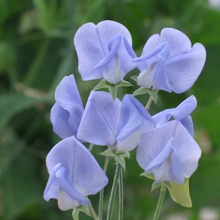 Flora Norton sweet pea