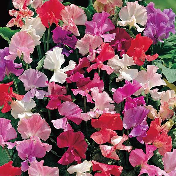 Sweet pea Fragrantissima