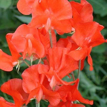 Henry Eckford sweet pea Sweet Pea Henry Eckford