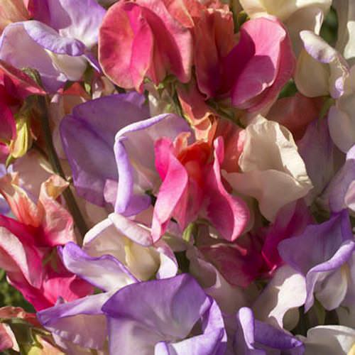 Incense Mix sweet pea Sweet Pea Incense Mix