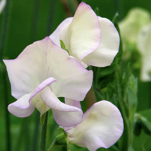 Sweet Pea King's High Scent