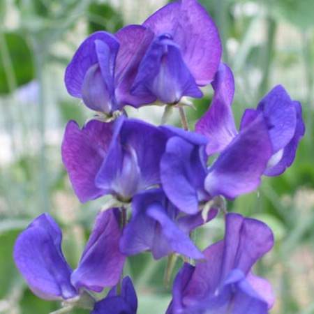 hemmeligt Natur Rå Lord Nelson Sweet Pea Seeds - Flowering Vine Seeds