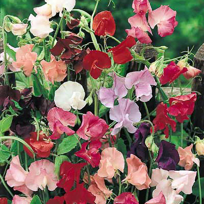 Mammoth Mix sweet pea Sweet pea Mammoth Mix
