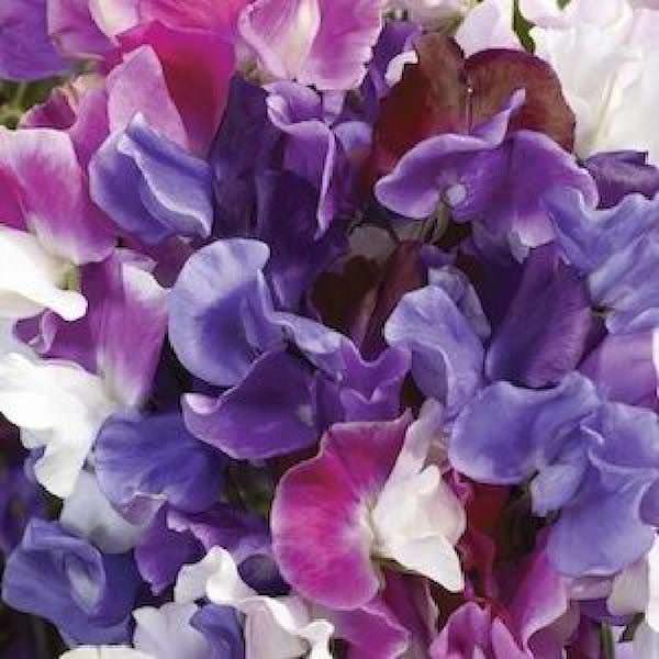 Melody Mix sweet pea Sweet pea Melody Mix