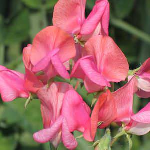 Miss Willmott sweet pea Sweet Pea Miss Willmott