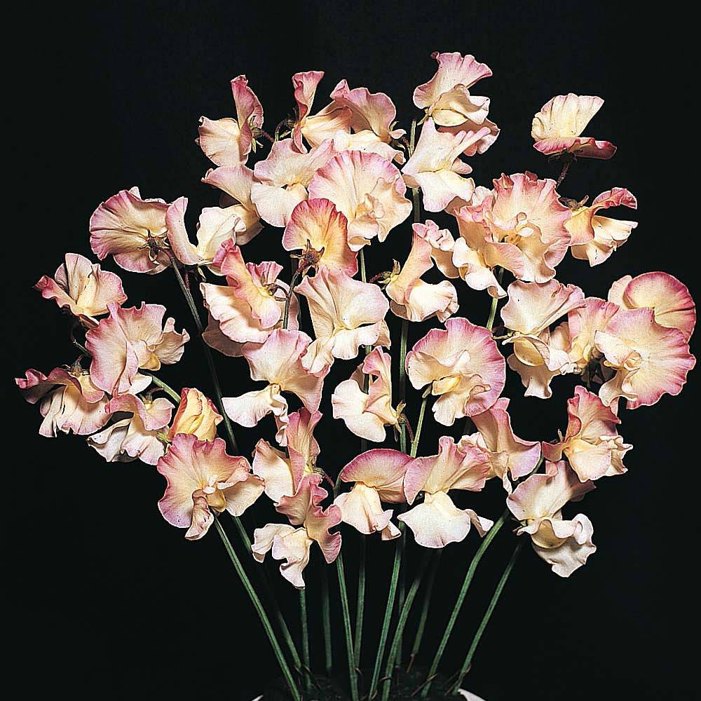 Mollie Rilestone sweet pea Sweet pea Mollie Rilestone