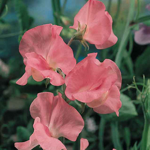 Sweet pea Mrs. R. Bolton