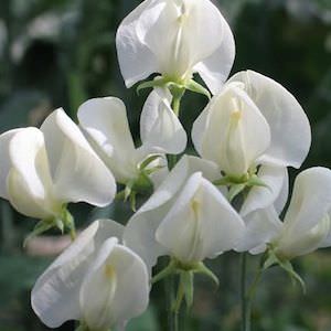 Mrs. Collier sweet pea Sweet pea Mrs. Collier