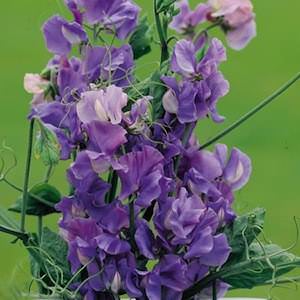 Noel Sutton sweet pea Sweet pea Noel Sutton