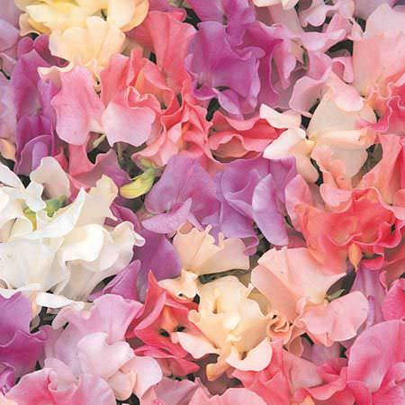 Heirloom Pastel Mix sweet pea Sweet pea Heirloom Pastel Mix