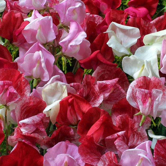 30 Seeds Sweet Pea 'Sugar 'n Spice' Non climber for baskets 