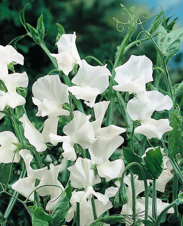 Sweet pea Swan Lake