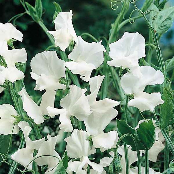 Sweet pea Swan Lake