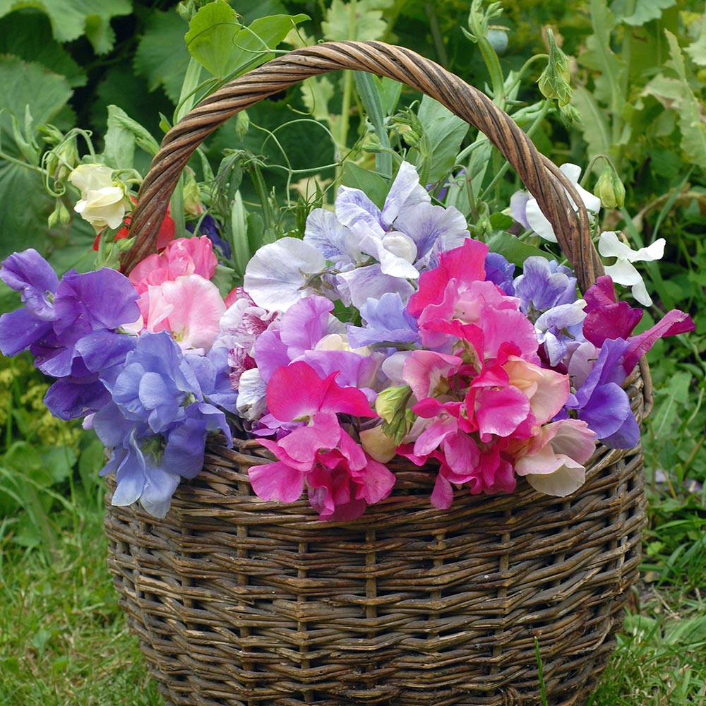 Sweet Pea Sweet Dreams Basket Sweet Pea Sweet Dreams Basket