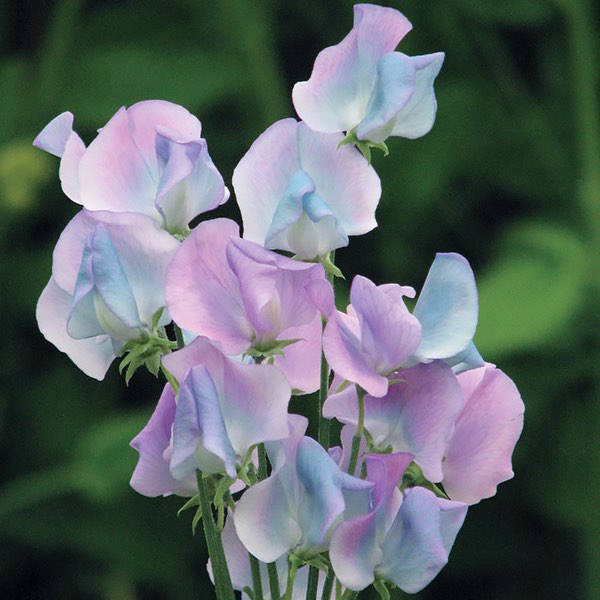 Image result for sweet pea flower