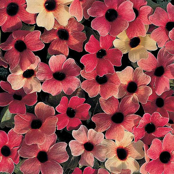 Blushing Susie Black-eyed Susan Vine Blushing Susie Black-eyed Susan Vine seeds