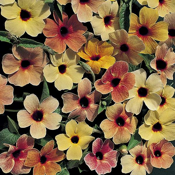 Spanish Eyes Black-eyed Susan Vine Spanish Eyes Black-Eyed Susan Vine seeds