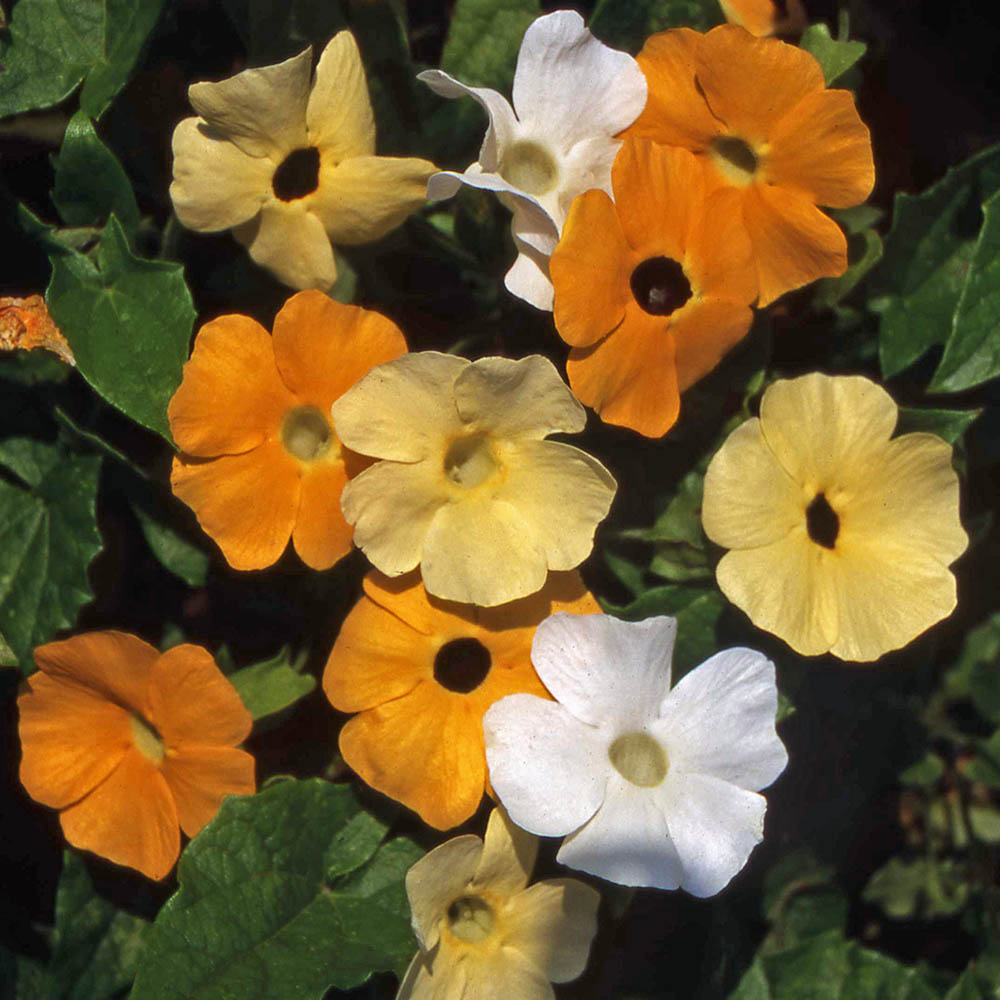 Black Eyed Susan Vine Sunrise Formula Mix