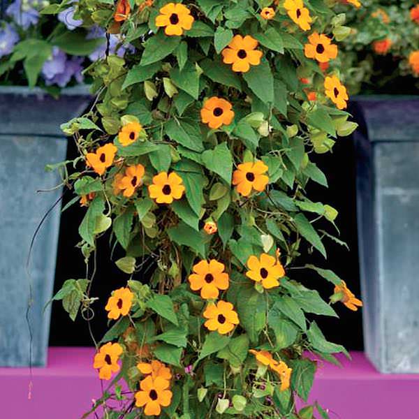 Superstar Orange Black-eyed Susan Vine Superstar Orange Black-Eyed Susan Vine seeds