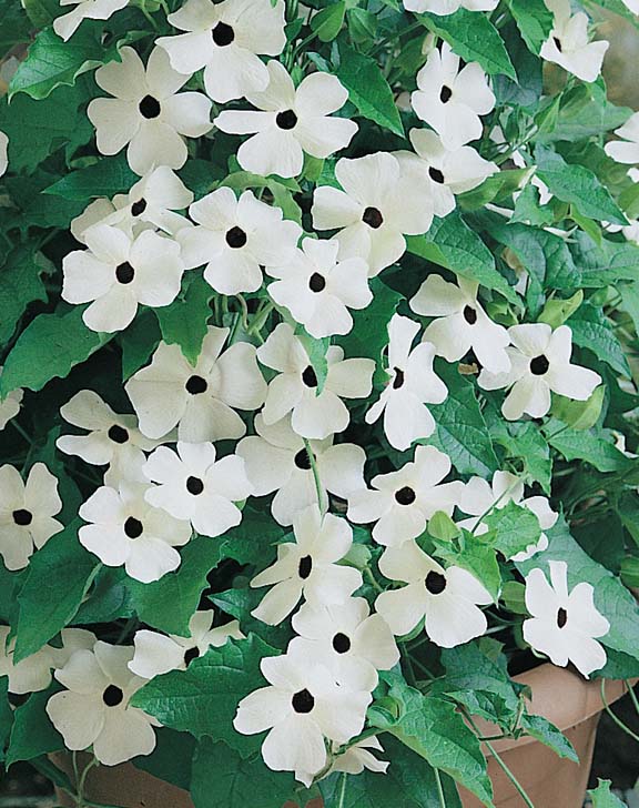 Bright Eyes Black-eyed Susan Vine seeds