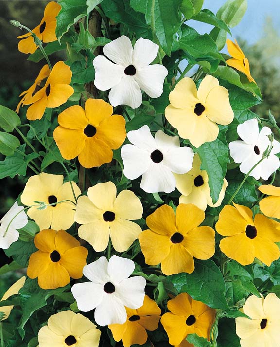 Susie Mix Black-eyed Susan Vine seeds