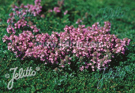 Thyme Magic Carpet creeping thyme - Thymus serpyllum