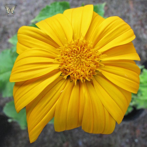 Tithonia Yellow Torch flowers