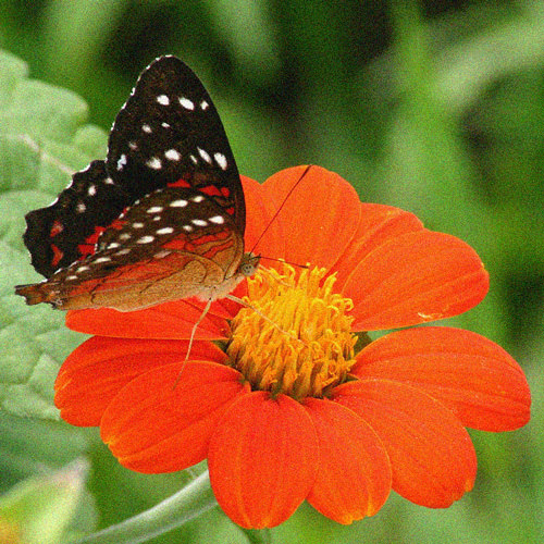 Butterfly on Torch tithonia flower Tithonia Torch with butterfly