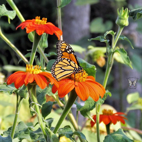 Tithonia Torch flowers with monarch butterfly