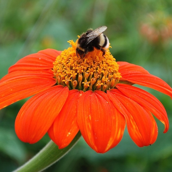 Bumblebee on Torch tithonia flower Tithonia Torch flowers