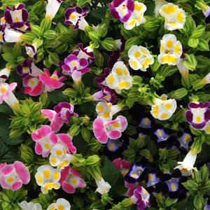 Wishbone flower Kauai Mix Torenia flowers