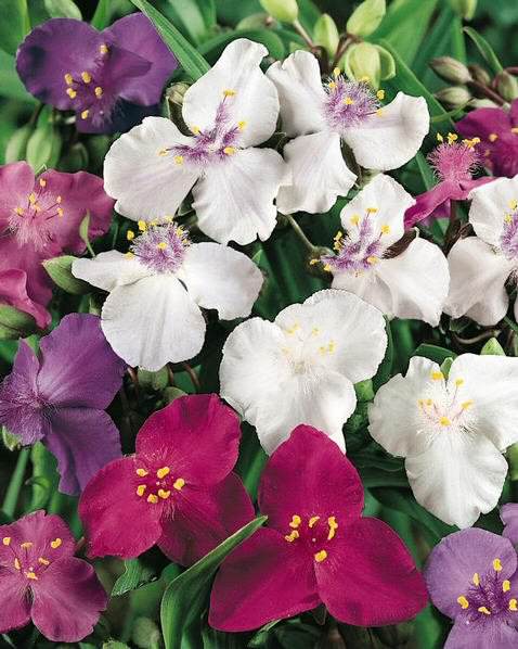 Shimmer Mixed spiderwort Shimmer Mixed spiderwort - Tradescantia seeds