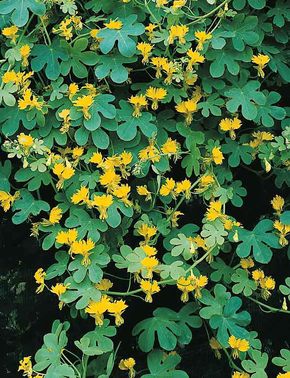 Canary Bird Vine Canary Bird Vine - Tropaeolum peregrinum