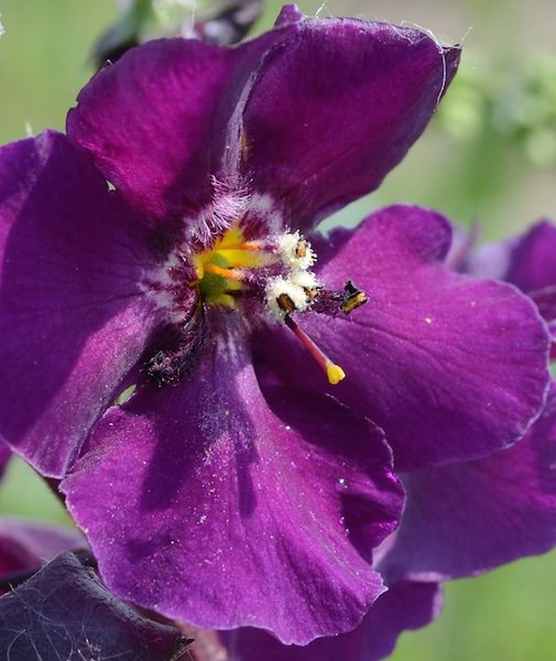 Verbascum Katie's Candles - Verbascum phoeniceum