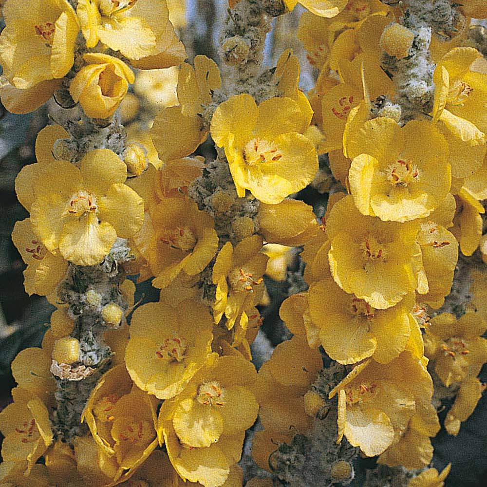 Verbascum Silver Lining - Verbascum bombyciferum