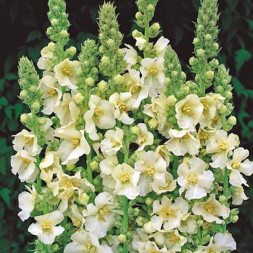 Verbascum Snow Maiden