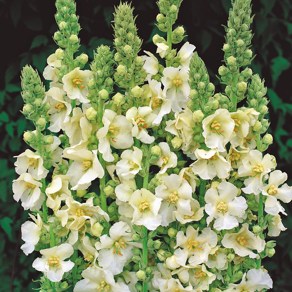 Verbascum Snow Maiden