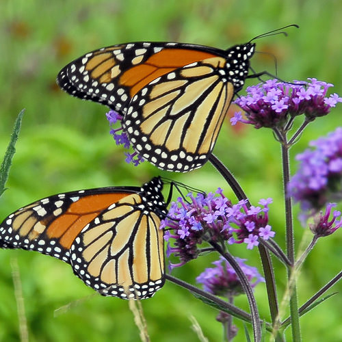 Purple Top verbena Purple Top verbena bonariensis