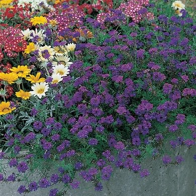 Imagination verbena Verbena Imagination
