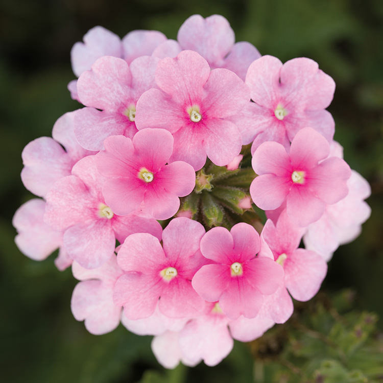 Obsession Cascade Pink Shades trailing verbena seeds