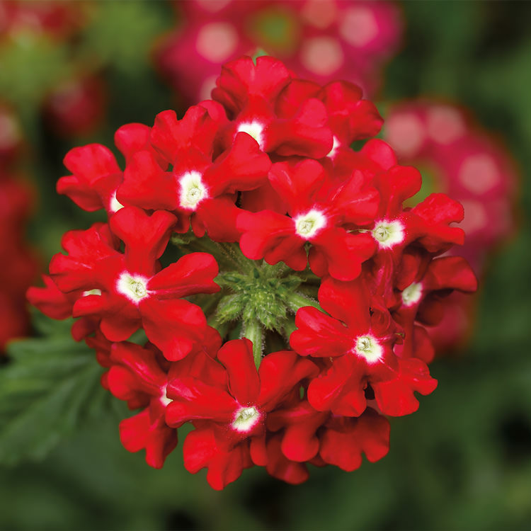 Obsession Cascade Red with Eye trailing verbena seeds