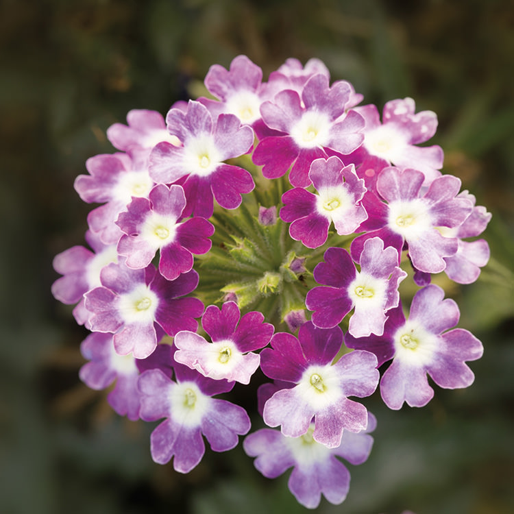 Obsession Cascade Twister Violet trailing verbena Obsession Cascade Twister Violet trailing verbena seeds