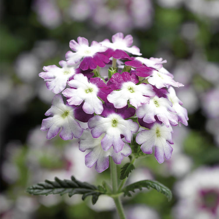 Obsession Twister Purple verbena Osession Twister Purple verbena seeds