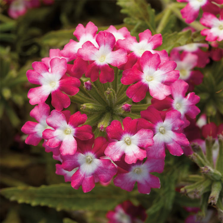 Obsession Twister Red verbena seeds