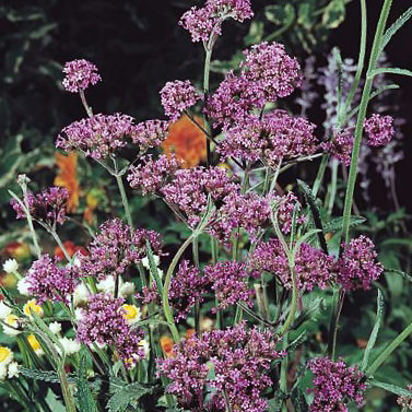 Purple Top verbena Verbena Purple Top - Verbena bonariensis