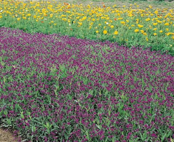 Verbena rigida Verbena rigida