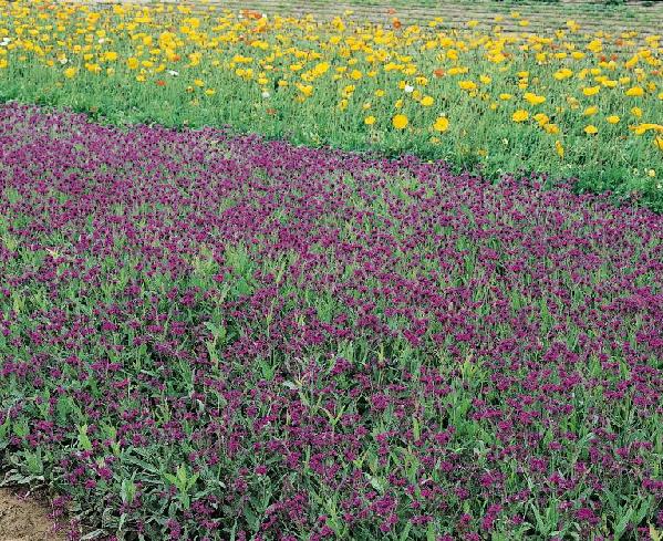 Verbena rigida