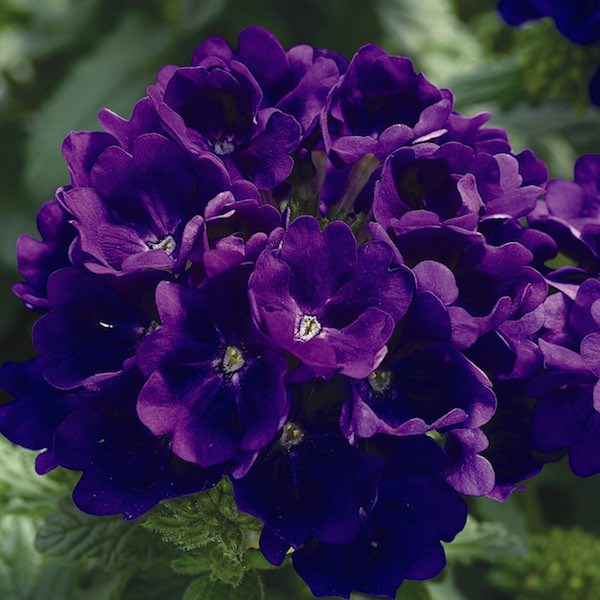 Tuscany Blue verbena Verbena Tuscany Blue