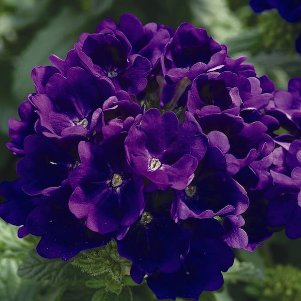 Verbena Tuscany Blue