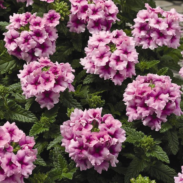 Tuscany Orchid Frost verbena Verbena Tuscany Orchid Frost